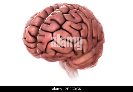 Menschliches Gehirn, Kunst Stockfoto