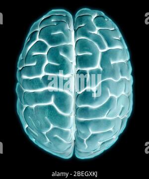 Menschliches Gehirn, Überlegene Ansicht Stockfoto
