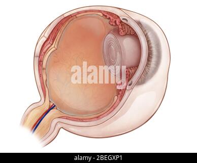 Abbildung Der Augenanatomie Stockfoto