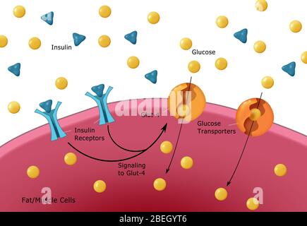 Normale Insulin- Und Glukoseproduktion Stockfoto