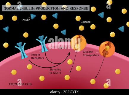 Normale Insulin- Und Glukoseproduktion Stockfoto