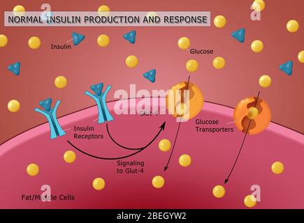 Normale Insulin- Und Glukoseproduktion Stockfoto