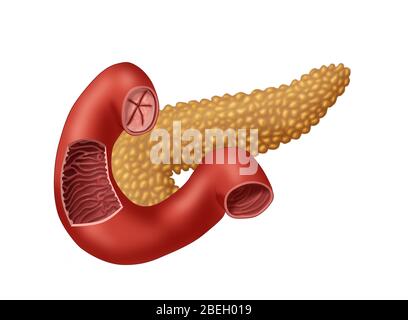 Bauchspeicheldrüse Und Dünndarm Stockfoto