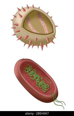 Virus- und Bakteriendiagramm Stockfoto