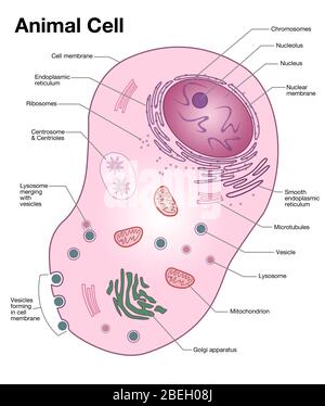 Tierische Zelle Diagramm Stockfoto