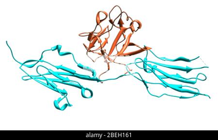 Ein molekulares Modell des Fibroblast-Wachstumsfaktorrezeptors 2 (FGFR2), ein Protein, das eine wichtige Rolle bei der Embryonalentwicklung und Gewebereparatur spielt, indem es Zellabgrenzung, Wachstum und Differenzierung vermittelt. Der Fibroblastenwachstumsfaktor 1 (orange) ist an der Kreuzung zwischen den beiden FGFR2-Einheiten (blau) gebunden. Mutationen im FGFR2-Gen sind mit einer Vielzahl von Erkrankungen verbunden, von denen viele eine abnorme Knochenentwicklung und Krebs beinhalten. Stockfoto