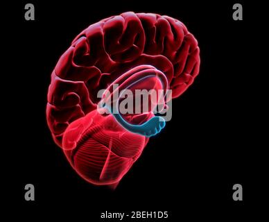 Hippocampus Anatomie, Kunstwerk Stockfoto