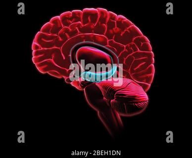 Hippocampus Anatomie, Kunstwerk Stockfoto