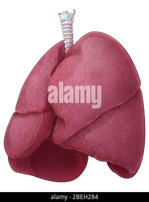 Lungen, artwork Stockfoto