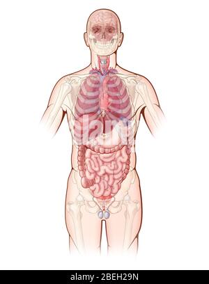 Eine Illustration, die die wichtigsten Organe im menschlichen Körper darstellt, sowie eine entwirrte Ansicht der Knochen des Skeletts. Stockfoto