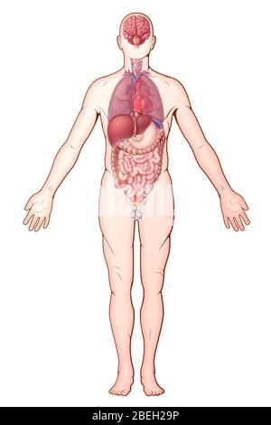 Organsysteme, Illustration Stockfoto