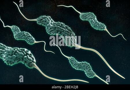 Campylobacter Bakterien, 3D-Modell Stockfoto