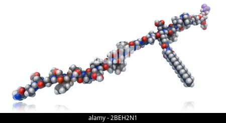 Ein molekulares Modell von Liraglutid, einem Glucagon-ähnlichen Peptid-1 (GLP-1) Agonisten, der zur Behandlung von Typ-2-Diabetes verwendet wird. Um Hyperglykämie (Blutzuckerspiegel) nach einer Mahlzeit zu reduzieren, erhöht Liraglutid die Insulinsekretion, verzögert die Magenentleerung und unterdrückt die Glukagon-Sekretion. Liraglutid ist auch bekannt, um den Appetit zu verringern, um das Körpergewicht zu halten, die Bluttriglyceridspiegel zu senken, sowie den Tod zu hemmen und die Regeneration von Betazellen in der Bauchspeicheldrüse zu stimulieren. Atome sind dunkelgrau (Kohlenstoff), hellgrau (Wasserstoff), blau (Stickstoff) und rot (Sauerstoff). Stockfoto