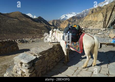Weißes Rudelpferd mit Trekker-Gepäck, Upper Mustang Region, Nepal. Stockfoto