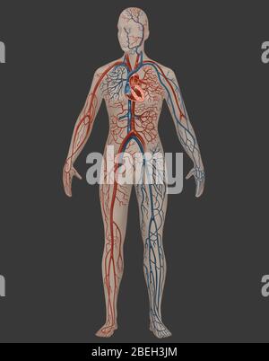 Kreislaufsystem in der weiblichen Anatomie Stockfoto