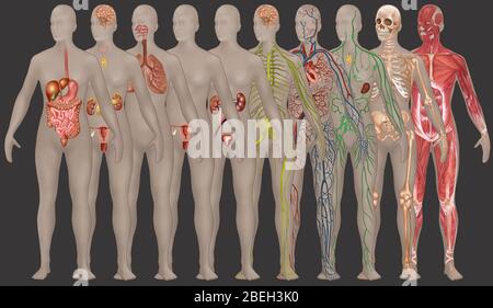 Menschliche Systeme in der weiblichen Anatomie Stockfoto