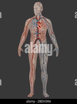 Kreislaufsystem in der männlichen Anatomie Stockfoto