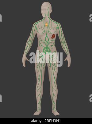 Lymphsystem in der weiblichen Anatomie Stockfoto