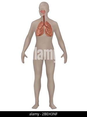 Atemsystem in der weiblichen Anatomie Stockfoto