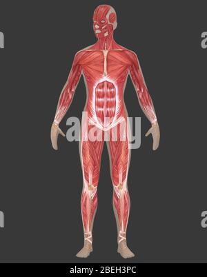 Muskuläres System in der weiblichen Anatomie Stockfoto