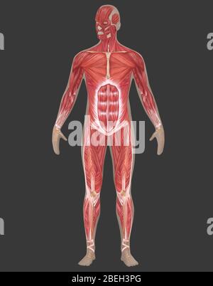 Muskuläres System in der männlichen Anatomie Stockfoto