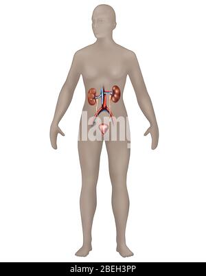 Harnsystem in der weiblichen Anatomie Stockfoto