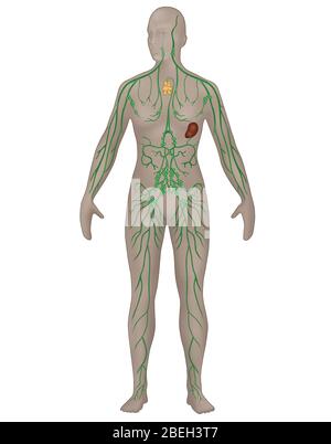 Lymphsystem in der weiblichen Anatomie Stockfoto