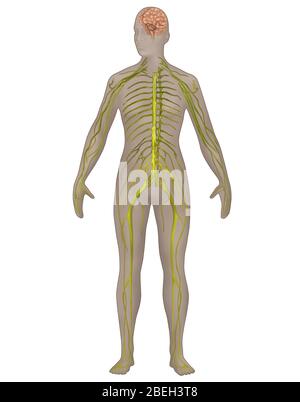 Nervensystem in der weiblichen Anatomie Stockfoto