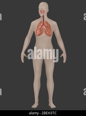 Atemsystem in der weiblichen Anatomie Stockfoto