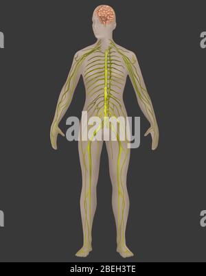 Nervensystem in der weiblichen Anatomie Stockfoto