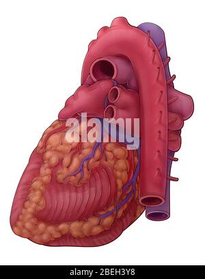 Eine Darstellung des Herzens aus einer posterolateralen Ansicht, die Äste der Koronararterie, des Koronarsinus, der Lungenvenen, der Lungenarterien und der Aorta darstellt. Stockfoto