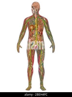 Alle Körper-Systeme in der männlichen Anatomie Stockfoto