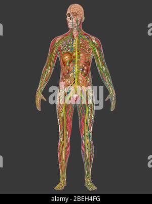 Alle Körper-Systeme in der männlichen Anatomie Stockfoto