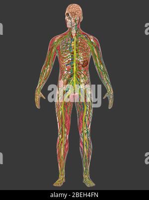 5 Körper-Systeme in der männlichen Anatomie Stockfoto