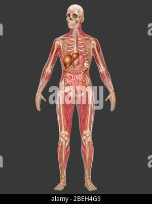 Verdauungs-, Skelett- Und Muskelsysteme, Weiblich Stockfoto