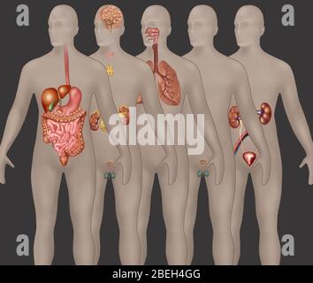 Organsysteme in der männlichen Anatomie Stockfoto