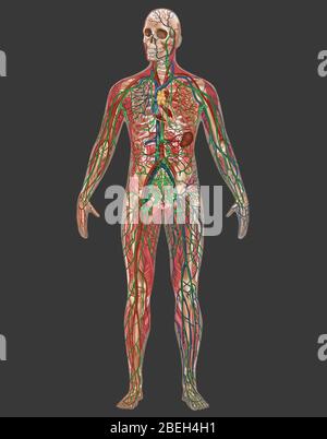 4 Körper-Systeme in der männlichen Anatomie Stockfoto