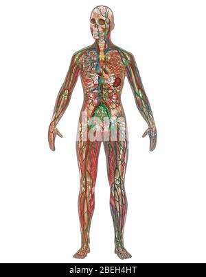 4 Körper-Systeme in der weiblichen Anatomie Stockfoto