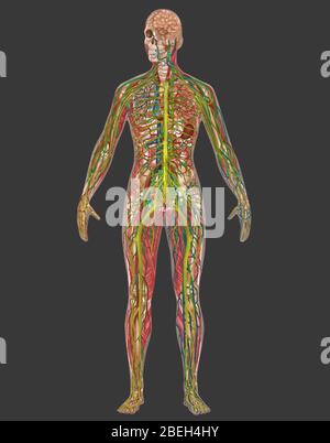 5 Körpersysteme in der weiblichen Anatomie Stockfoto