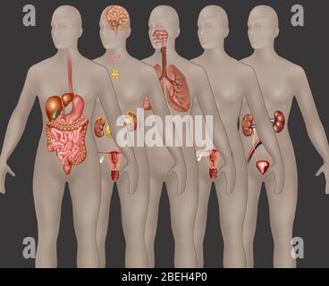 Organsysteme in der weiblichen Anatomie Stockfoto