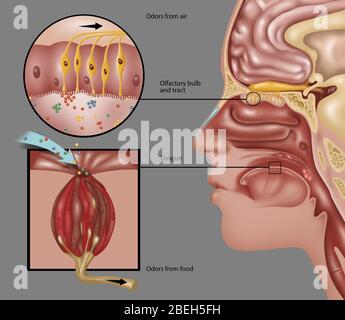 Anatomie des Geruchs, Illustration Stockfoto