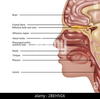 Anatomie des Geruchs, Illustration Stockfoto