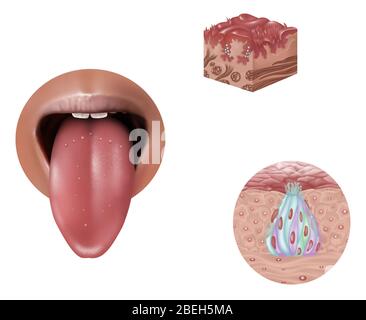 Anatomie des Geschmacks, Illustration Stockfoto