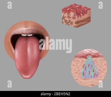 Anatomie des Geschmacks, Illustration Stockfoto