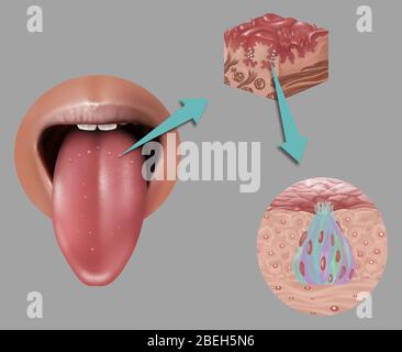 Anatomie des Geschmacks, Illustration Stockfoto