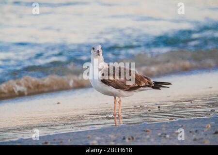 Möwe am Strand El Choyudo, Sonora Mexiko, Golf von Kalifornien, Ökosystem. Golf von Kalifornien Meer als Teil des Pazifischen Ozeans... Gaviota en la playa el Choyudo, Sonora México, golfo de California, Ökosistema. Mar del golfo de California como parte del Océano Pacífico.. (Foto: LuisGutierrez/ NortePhoto.com). Stockfoto