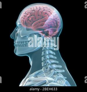Menschliches Skelett und Gehirn, Kunstwerk Stockfoto