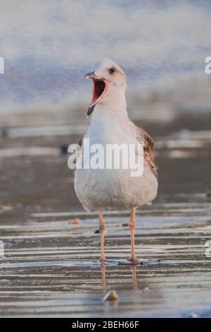 Möwe am Strand El Choyudo, Sonora Mexiko, Golf von Kalifornien, Ökosystem. Golf von Kalifornien Meer als Teil des Pazifischen Ozeans... Gaviota en la playa el Choyudo, Sonora México, golfo de California, Ökosistema. Mar del golfo de California como parte del Océano Pacífico.. (Foto: LuisGutierrez/ NortePhoto.com). Stockfoto