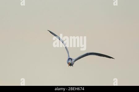 Möwe am Strand El Choyudo, Sonora Mexiko, Golf von Kalifornien, Ökosystem. Golf von Kalifornien Meer als Teil des Pazifischen Ozeans... Gaviota en la playa el Choyudo, Sonora México, golfo de California, Ökosistema. Mar del golfo de California como parte del Océano Pacífico.. (Foto: LuisGutierrez/ NortePhoto.com). Stockfoto