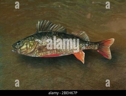 Ray-Finned Fish, Illustration Stockfoto